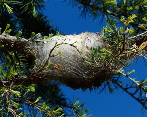 Se débarraser des chenilles processionnaires, Mik'Arbre élagage