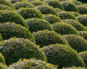 La pyrale du buis - Mik'Arbre élagage En Aveyron