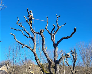 Haubanage des arbres, Mik'Arbre En Aveyron