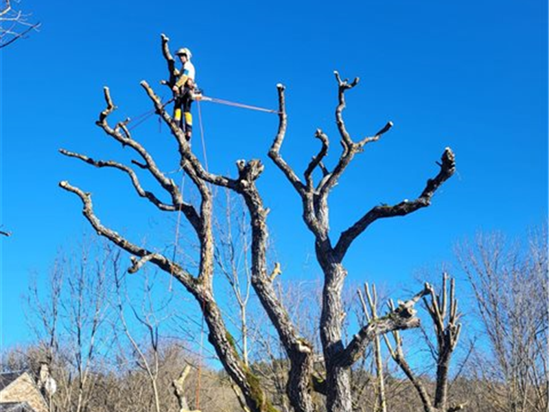Haubanage des arbres, Mik'Arbre En Aveyron
