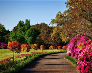 Choix des essences et entretien des arbres, Mik'Arbre Elagage à Millau en Aveyron
