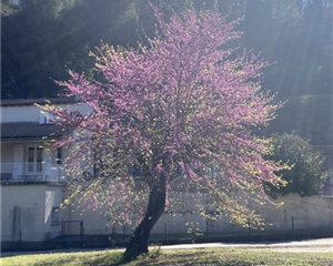 Tailles des arbes et élagage, Mik'Arbre Élagage en Aveyron