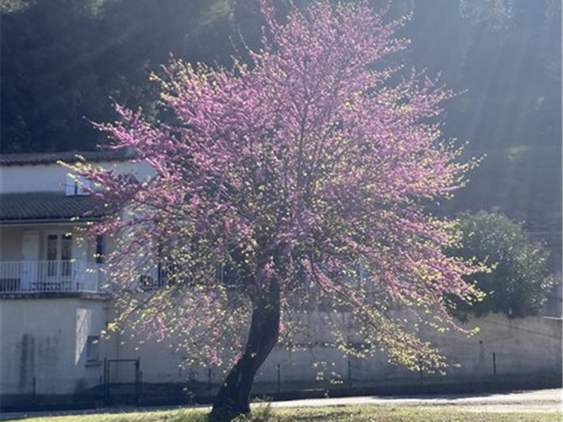 Tailles des arbes et élagage, Mik'Arbre Élagage en Aveyron