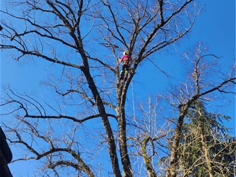 Abattage en toute sécurité : Démontage d’un Tilleul malade, Mik'Arbre Elagage à Millau