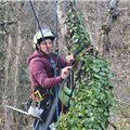 L'haubanage pour préserver les arbres, Mik'Arbre Elagage à Millau