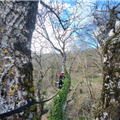 L'haubanage pour préserver les arbres, Mik'Arbre Elagage à Millau