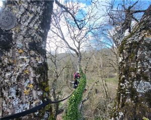L'haubanage pour préserver les arbres, Mik'Arbre Elagage à Millau