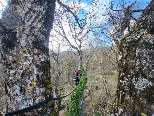 L'haubanage pour préserver les arbres, Mik'Arbre Elagage à Millau