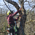 L'haubanage pour préserver les arbres, Mik'Arbre Elagage à Millau