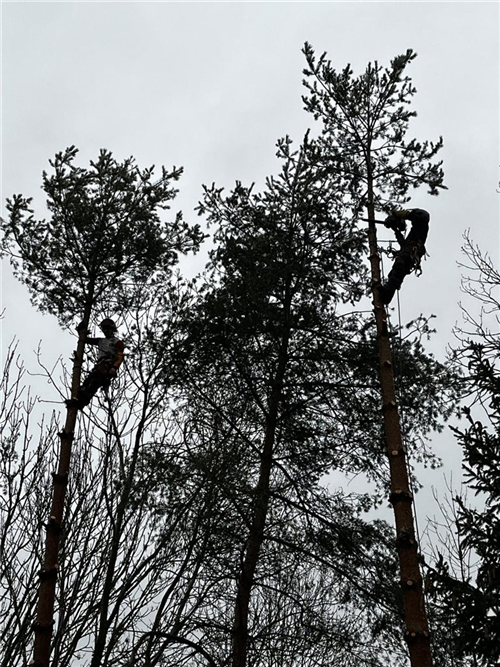 Elagage, coupe arbre, entretien espaces verts et jardins, Mik Arbre en Aveyron