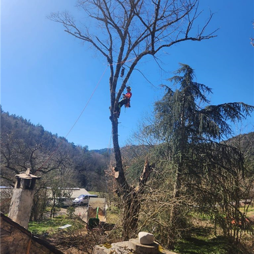 Élagage, abattage des arbres en ville - Millau, Aveyron et ses environs